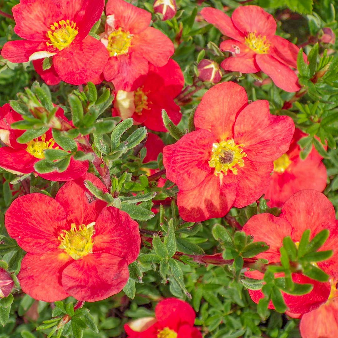 Potentilla fruticosa 'Red Robin'