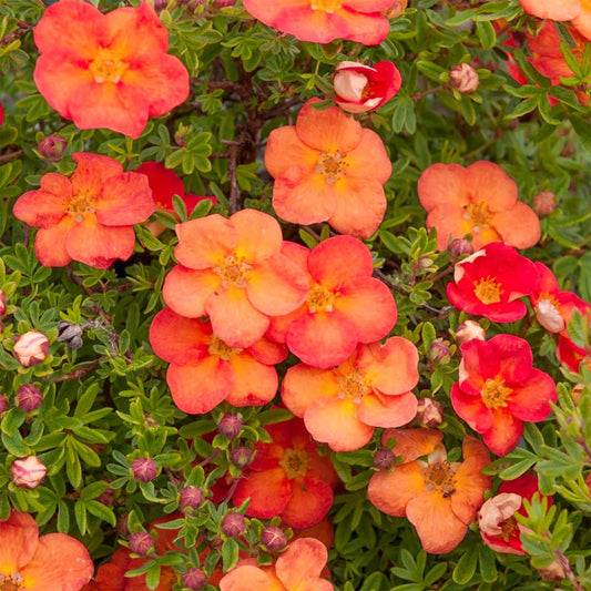 Potentilla fruticosa 'Redissima'