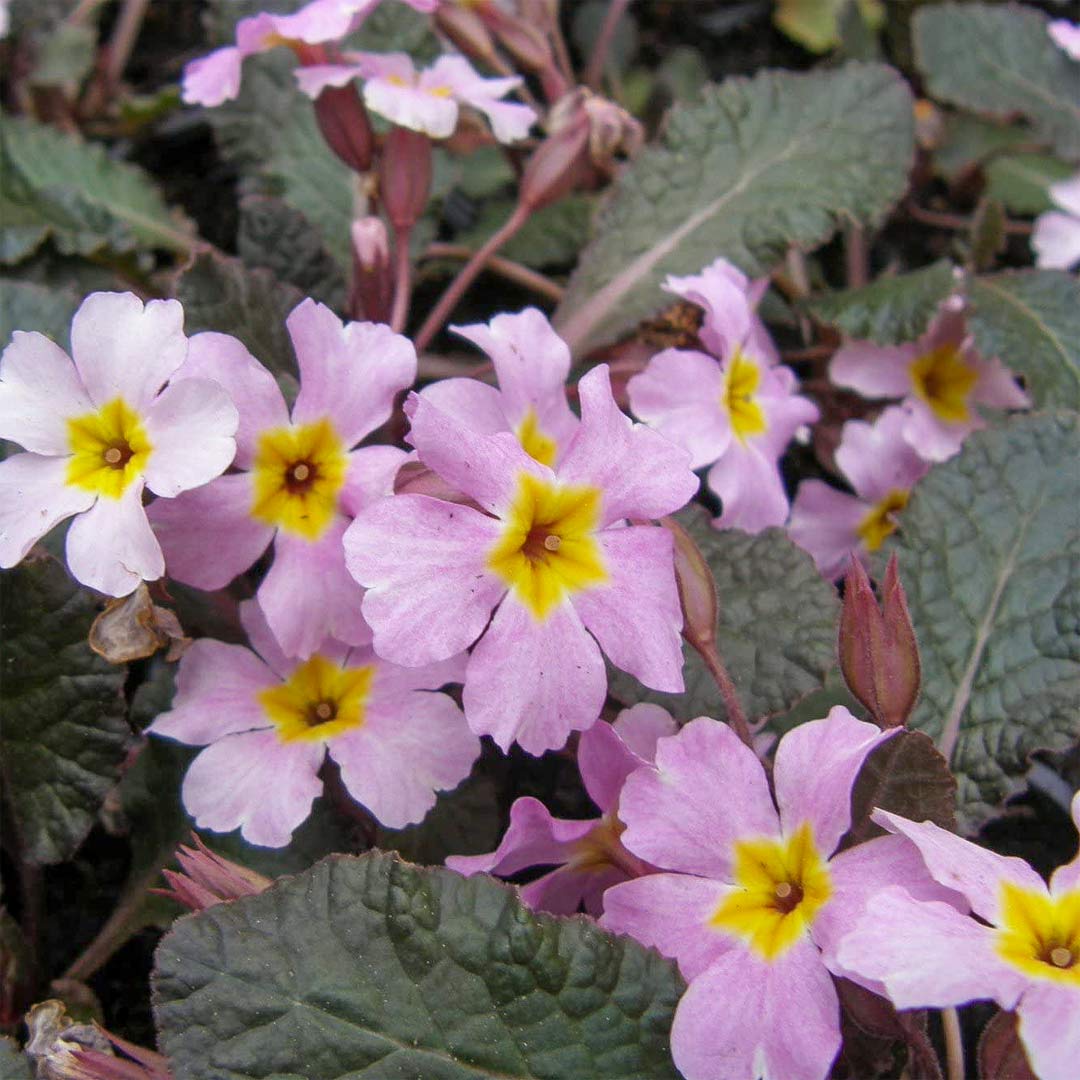 Primula 'Guinevere'