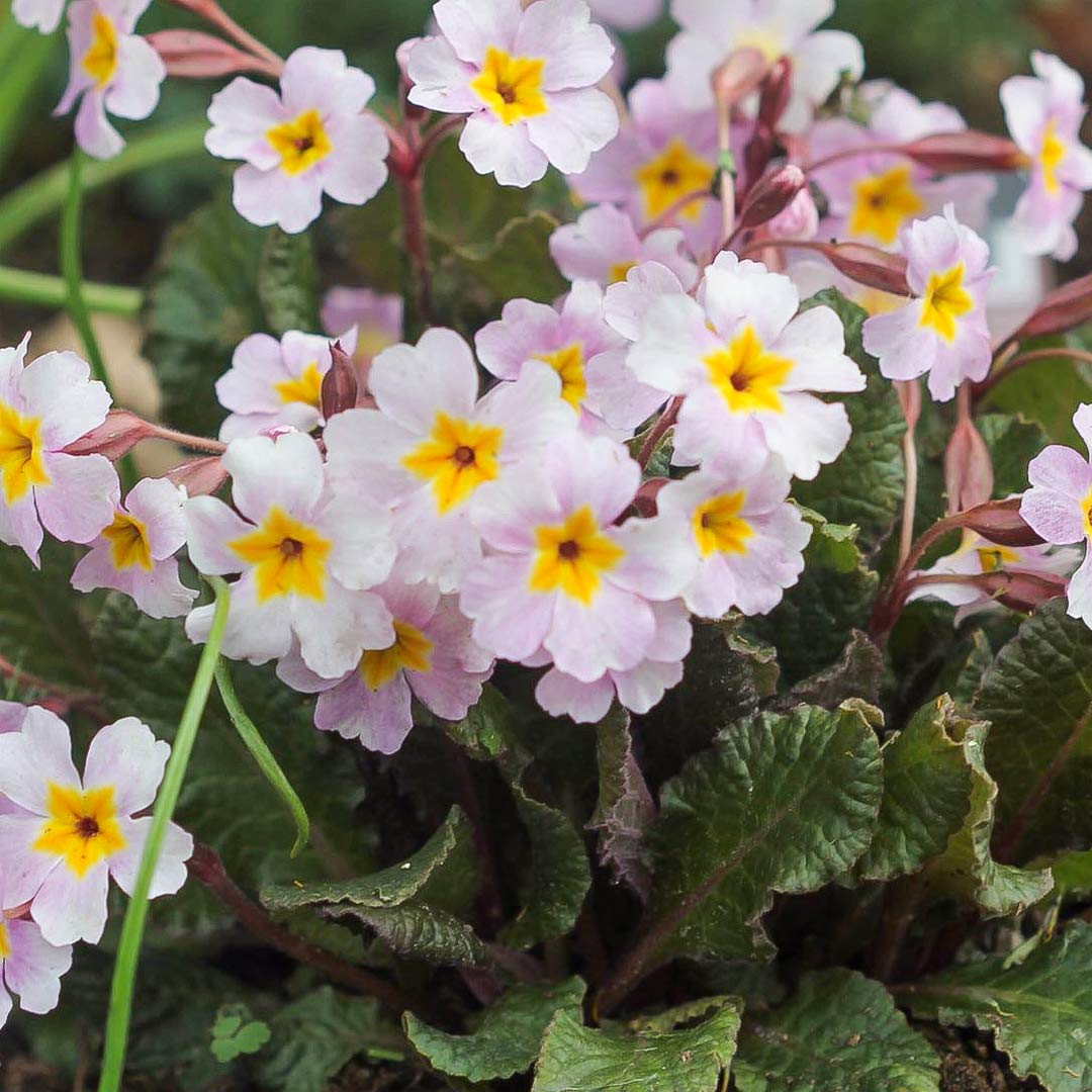 Primula 'Guinevere'