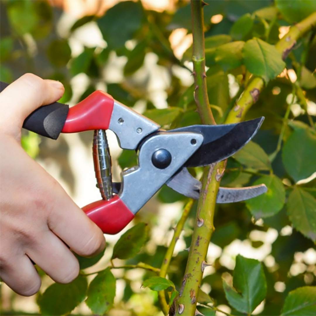 Rose pruning course at Barnsdale Gardens