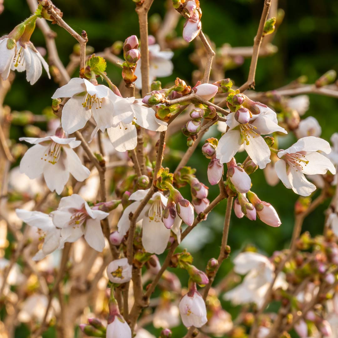Prunus incisa 'Kojo-no-mai'