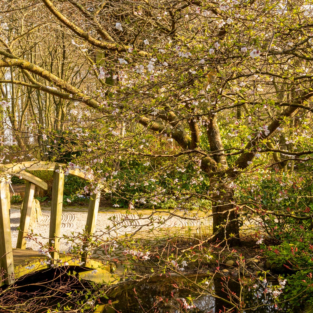Prunus incisa 'Kojo-No-Mai' in the Japanese Garden at Barnsdale Gardens