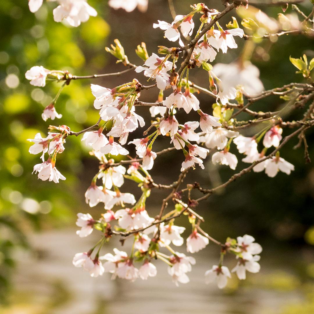Close up of pale pink blossom of Fuji Cherry, Prunus incisa 'Kojo-No-Mai', in the Japanese Gardens at Barnsdale Gardens.