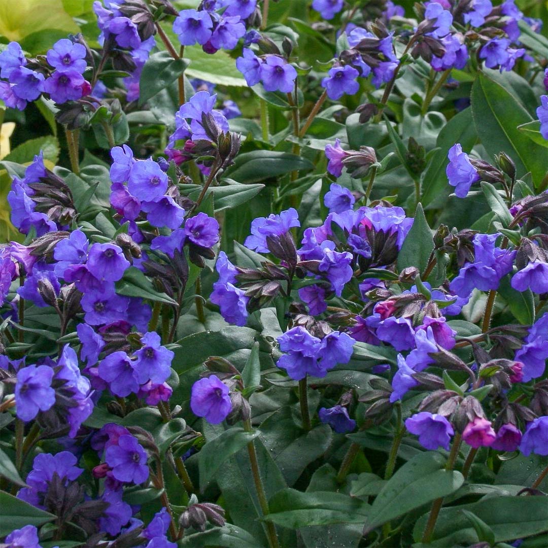 Pulmonaria 'Blue Ensign'