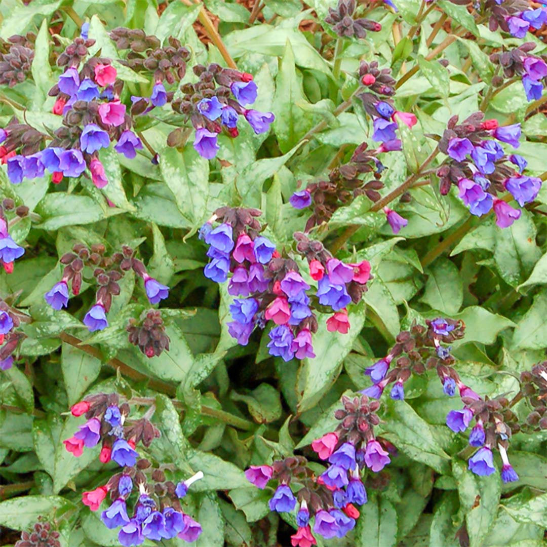 Pulmonaria 'Cotton Cool'