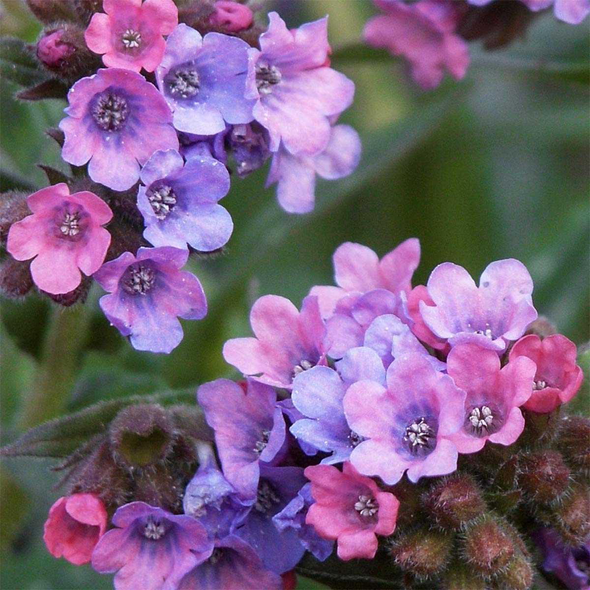 Pulmonaria 'Stillingfleet Meg'