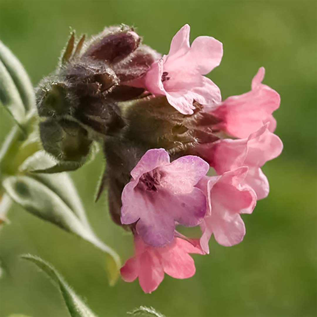 Pulmonaria 'Stillingfleet Meg'