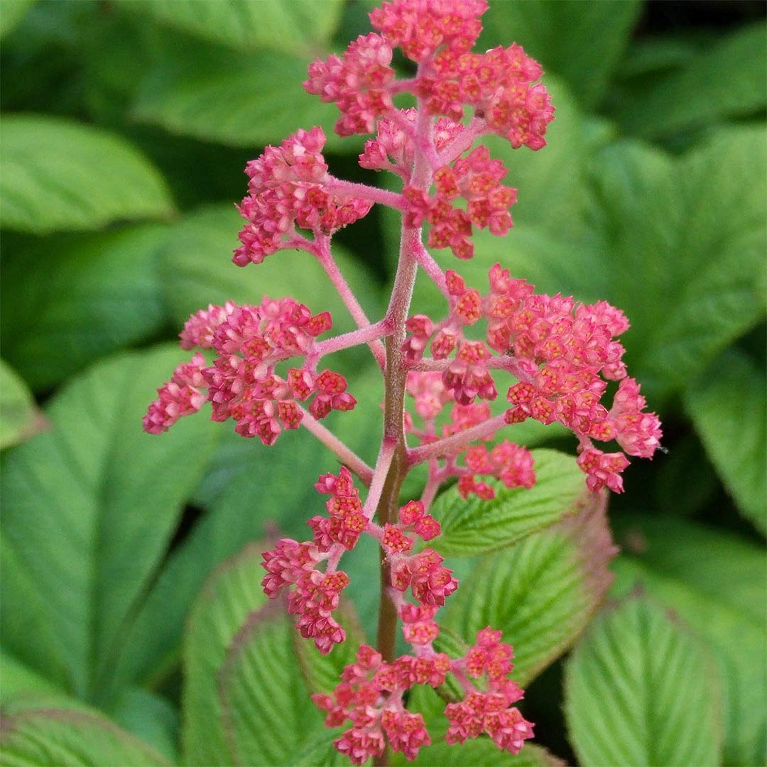 Rodgersia 'Herkules'