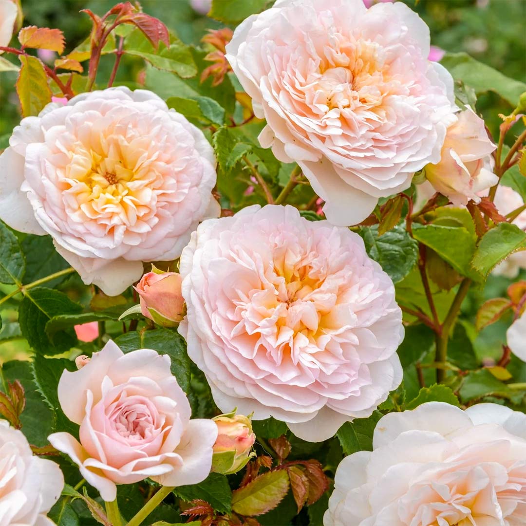 Rosa 'Emily Bronte'