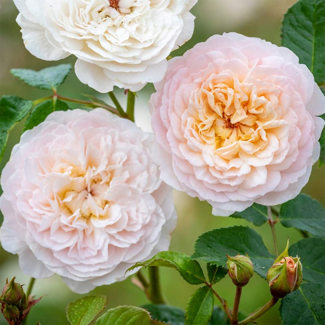 Rosa 'Emily Brontë'