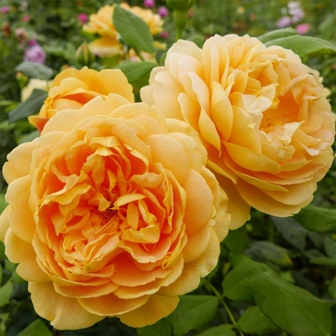 Rosa 'Golden Celebration'