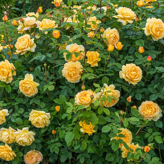 Rose 'Golden Celebration'