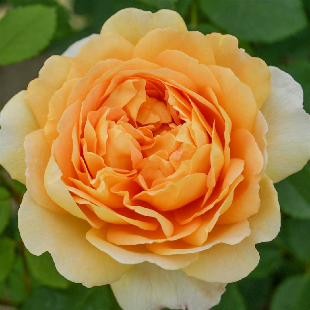 Rosa 'Golden Celebration'