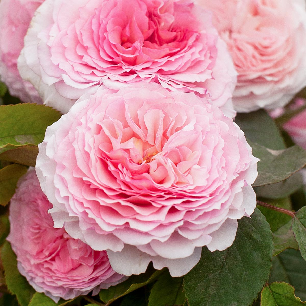 Rosa 'James Galway' (Climbing)