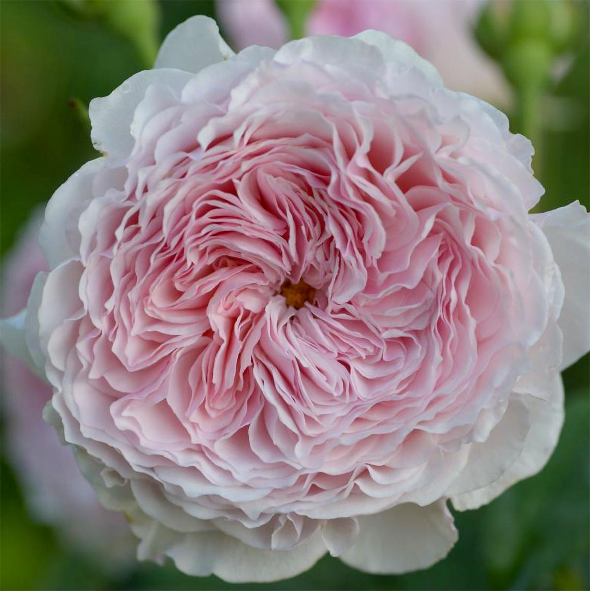 Rosa 'James Galway' (Climbing)