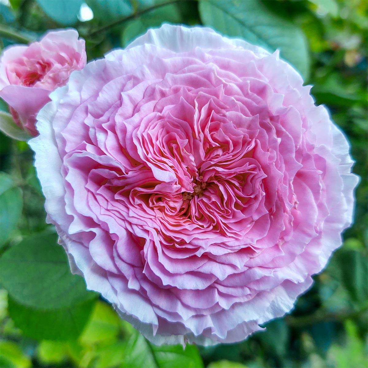 Rosa 'James Galway' (Climbing)