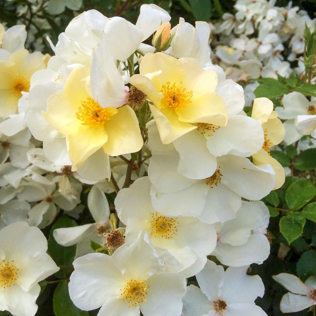 Rosa 'Kew Gardens'