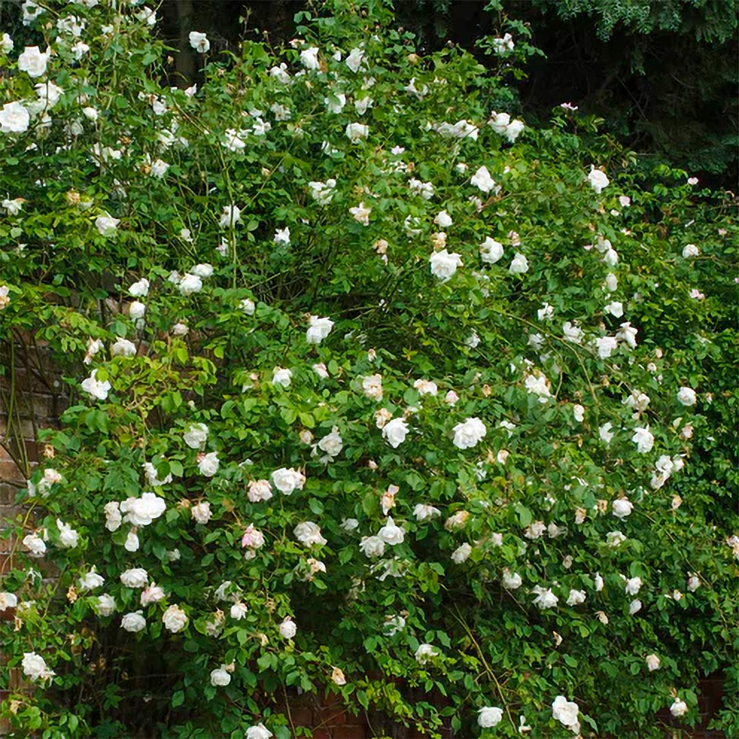 Rose 'Madame Alfred Carriere' (Climbing)