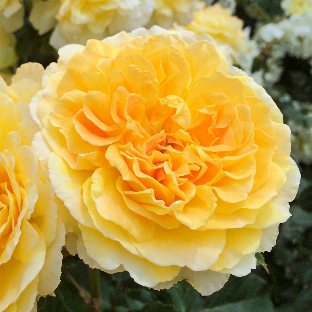 Rosa 'Molineux'
