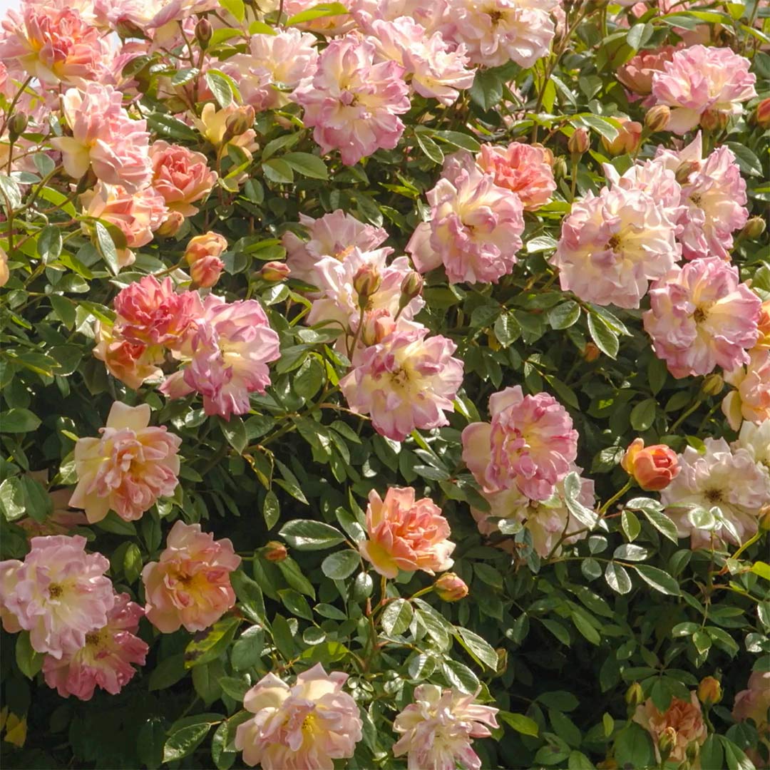 Rosa 'Phyllis Bide' (Rambling)