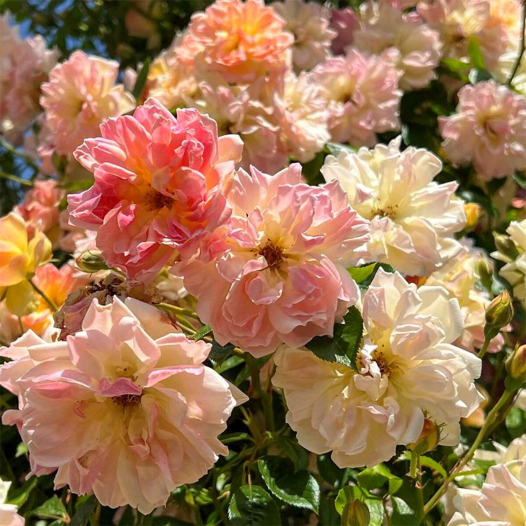 Rosa 'Phyllis Bide' (Rambling Rose)