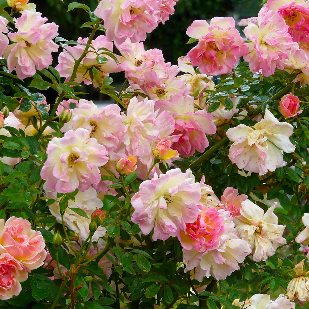 Rose 'Phyllis Bide' (Rambler)