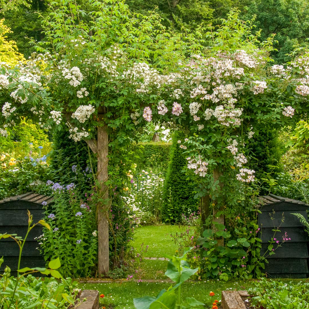 Rosa 'Rambling Rector' in the Reclaimed Garden at Barnsdale Gardens