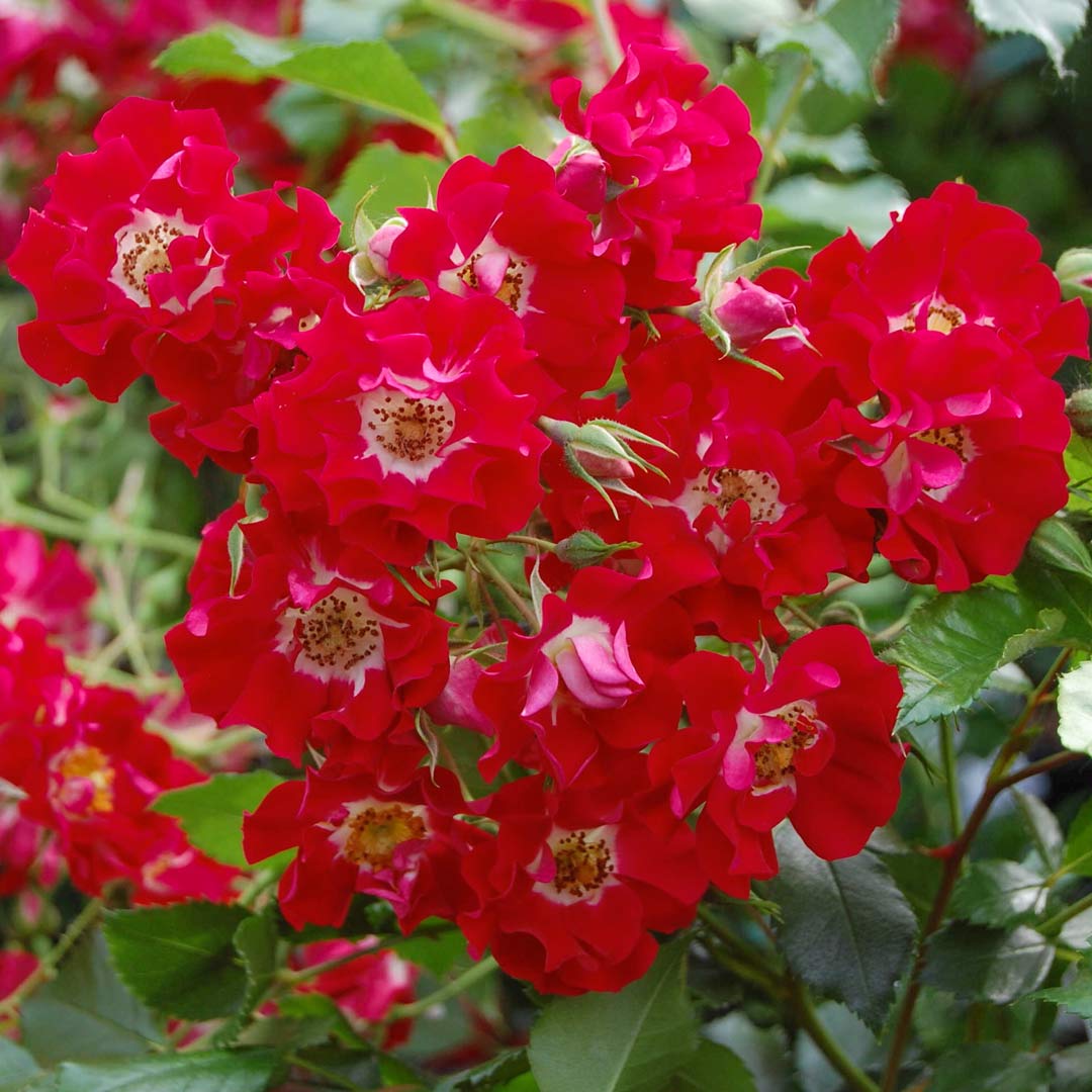 Rosa 'Rambling Rosie' (Rambling)