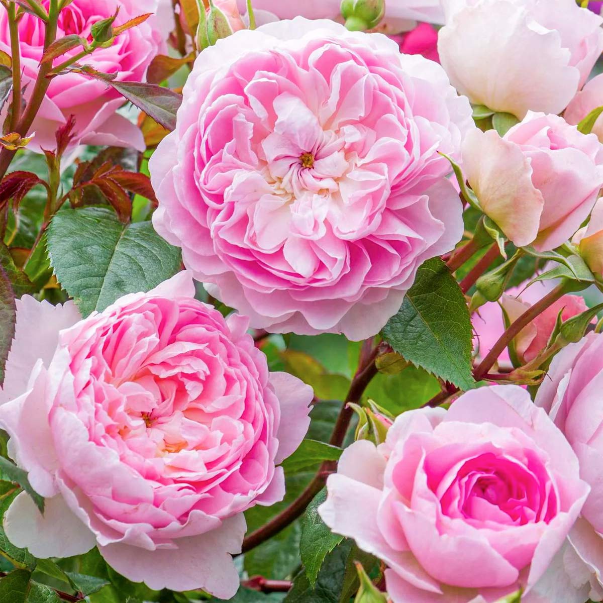 Rosa 'Silas Marner'