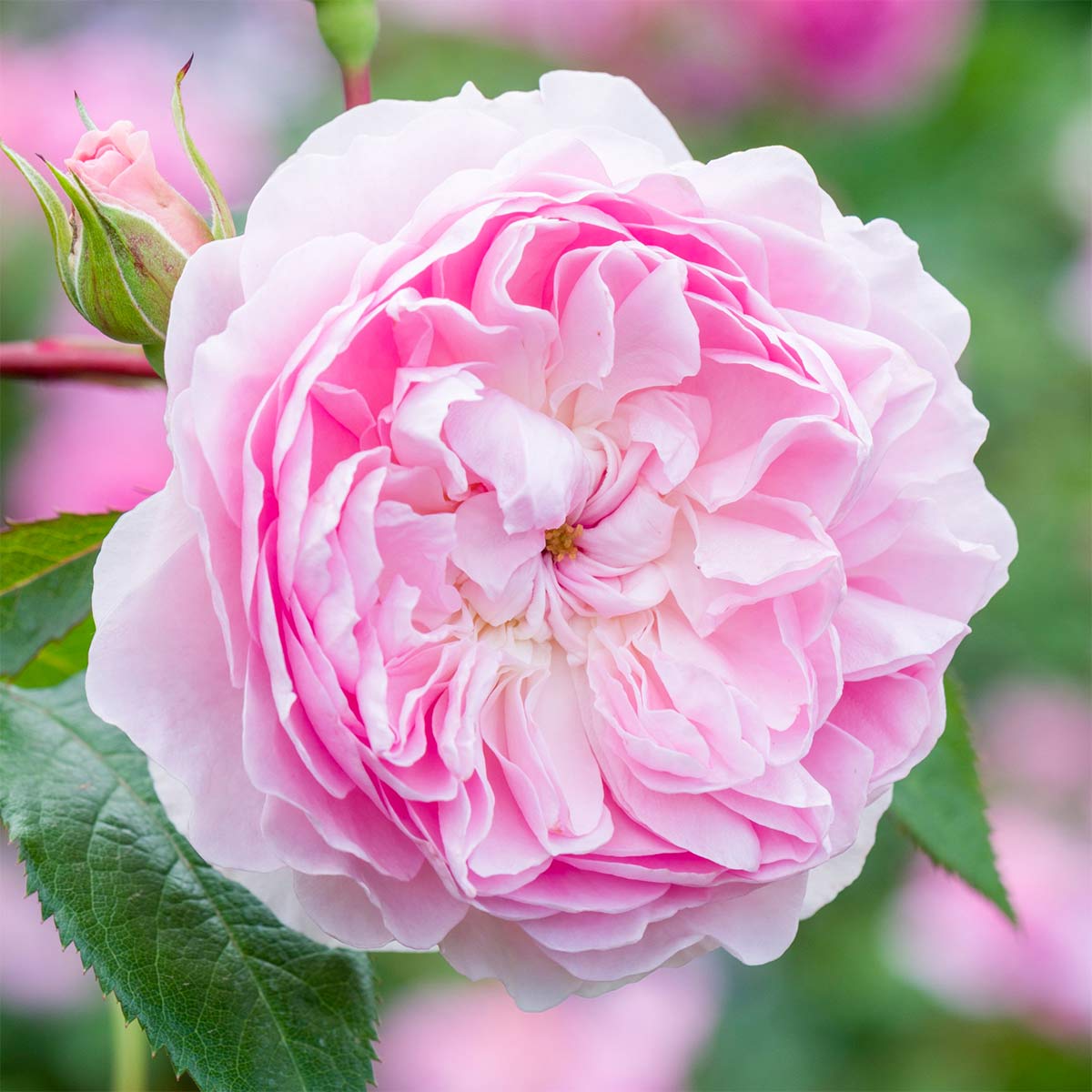Rosa 'Silas Marner'