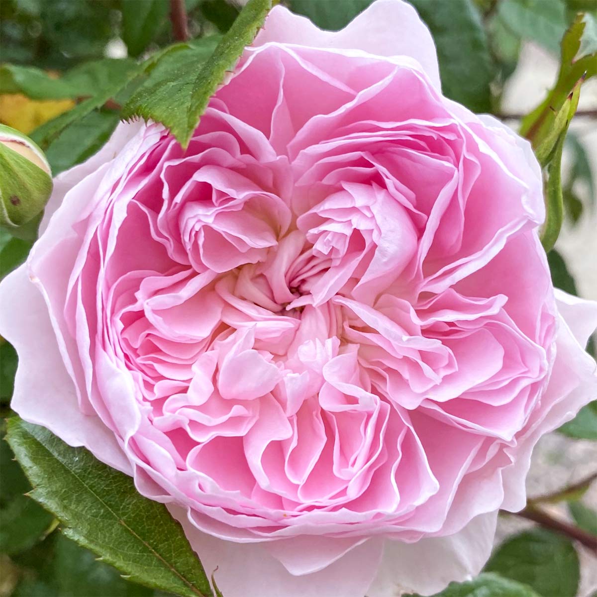 Rosa 'Silas Marner'