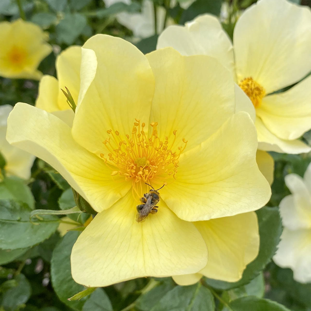 Rosa 'Tottering-by-Gently'