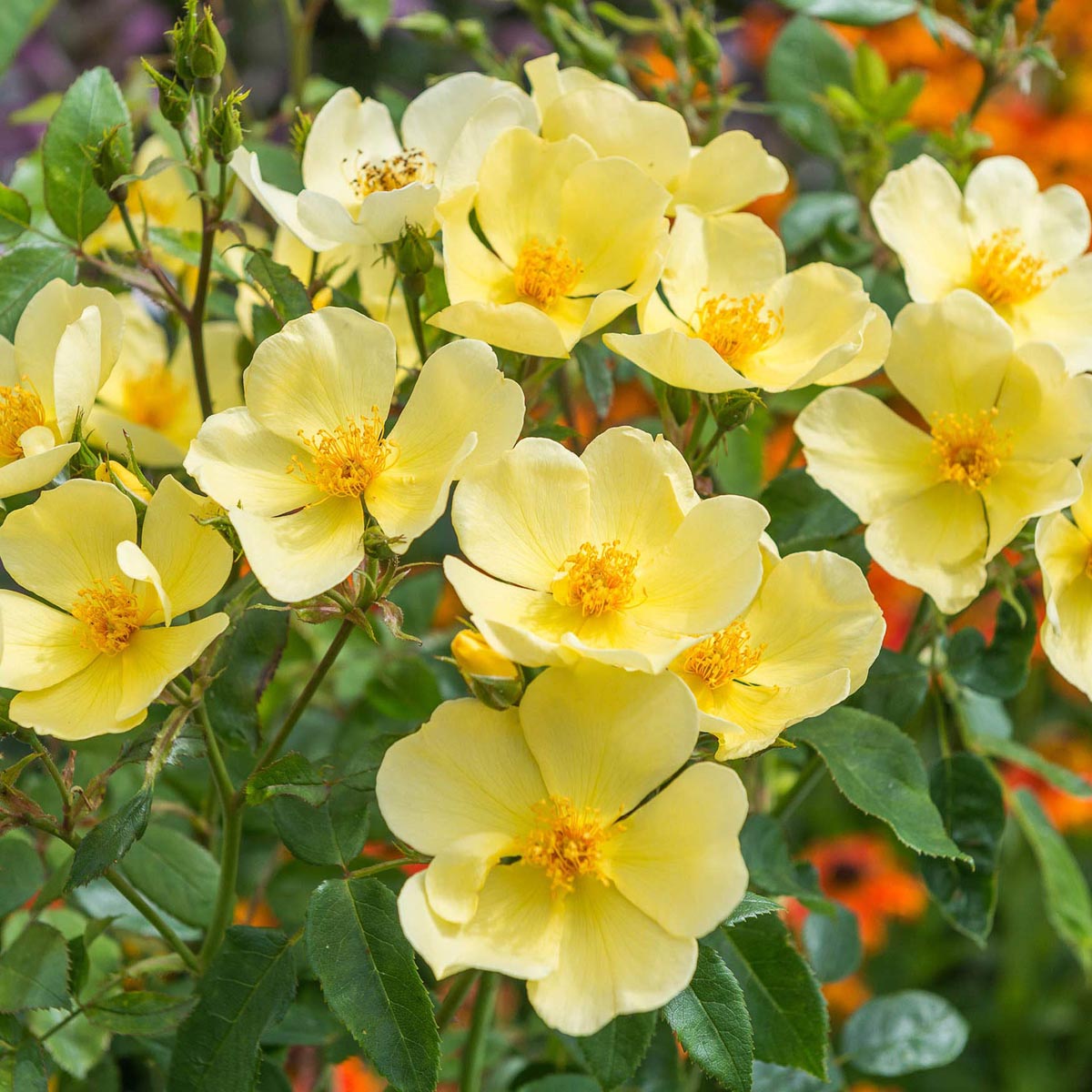 Rosa 'Tottering-by-Gently'
