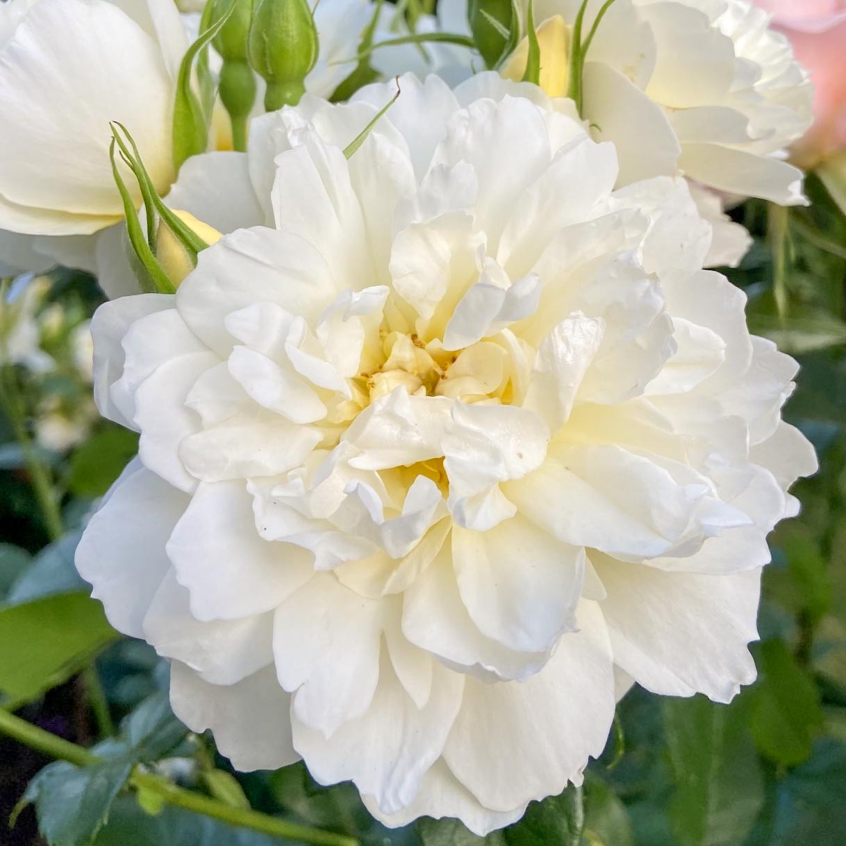 Rosa 'Tranquillity'