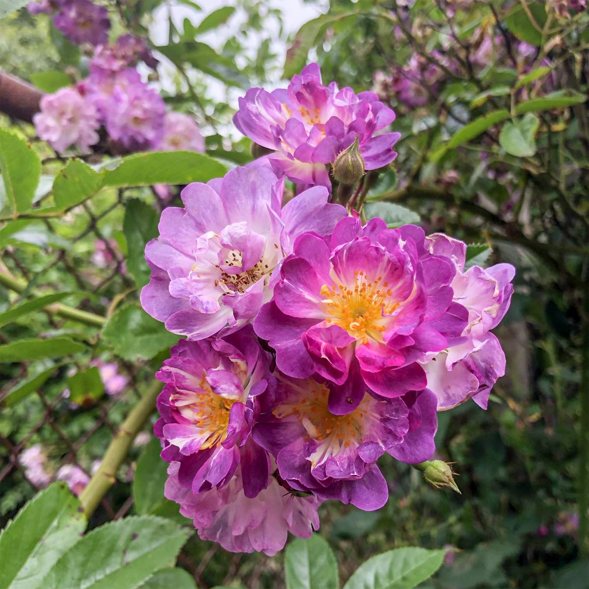 Rosa 'Veilchenblau'