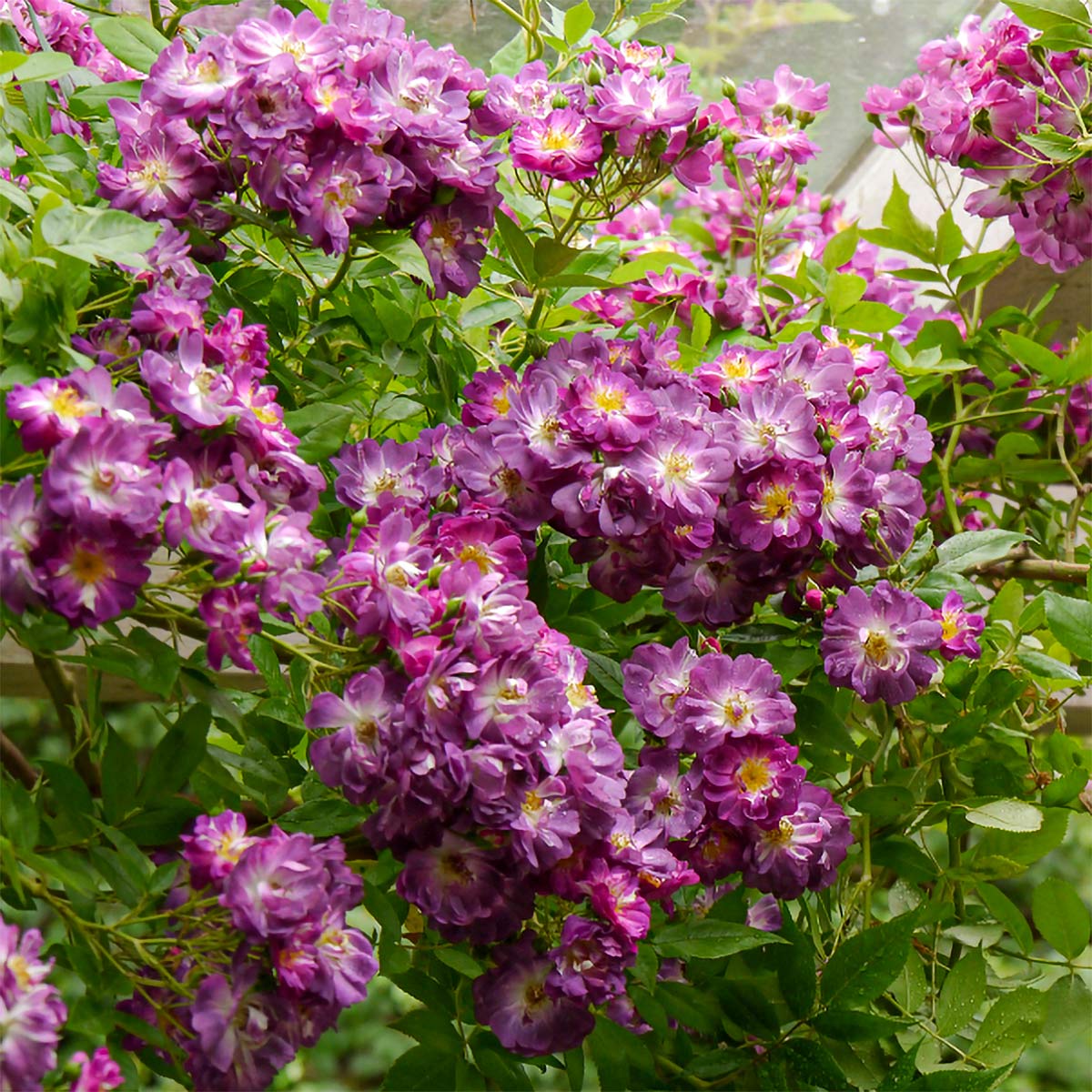Rosa 'Veilchenblau'