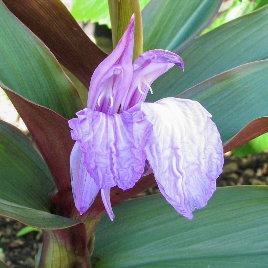 Roscoea purpurea 'Brown Peacock'