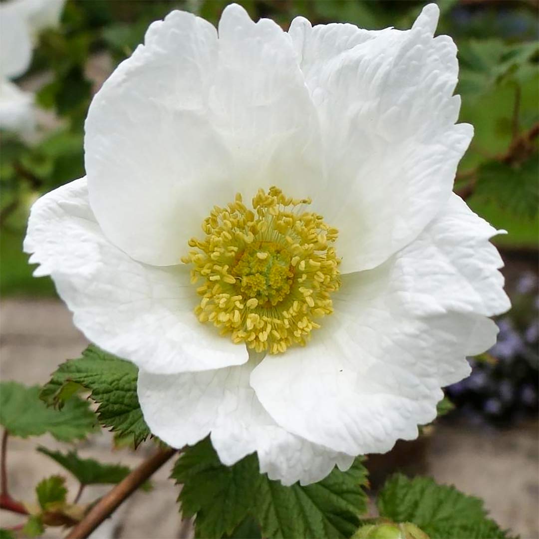 Rubus 'Benenden'