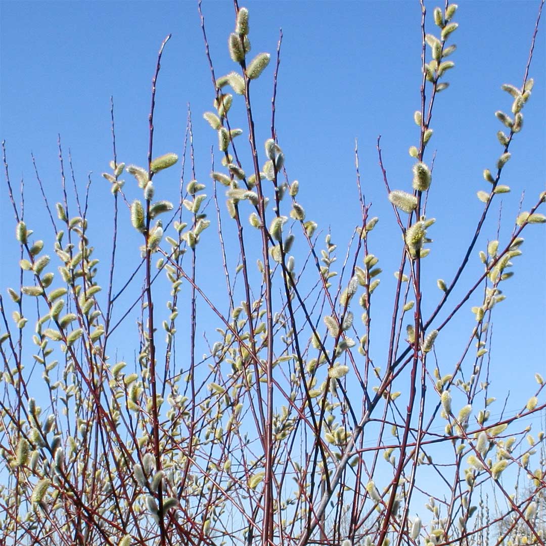 Salix daphnoides