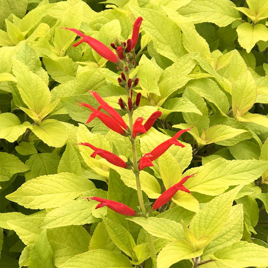 Salvia elegans 'Golden Delicious'
