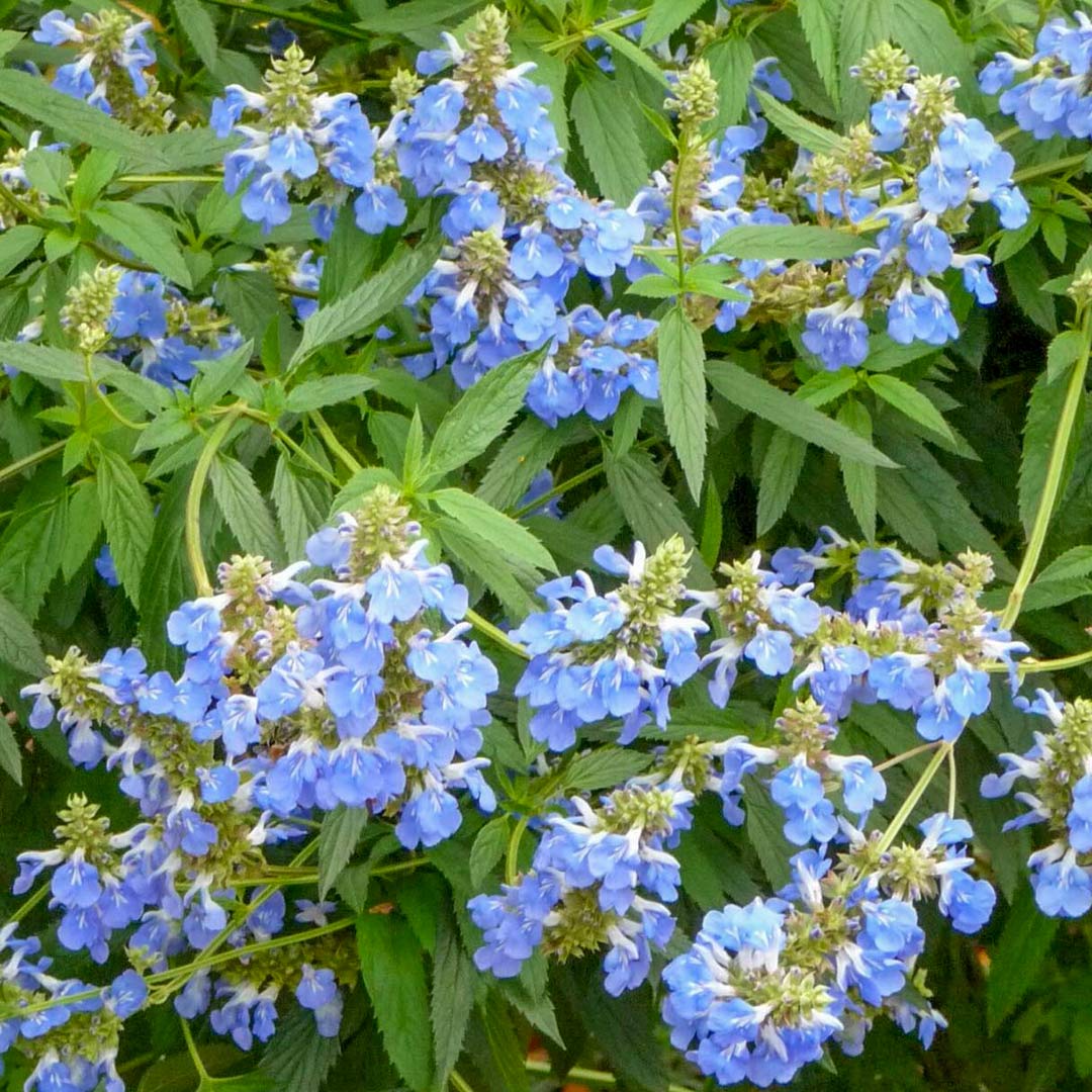 Salvia uliginosa