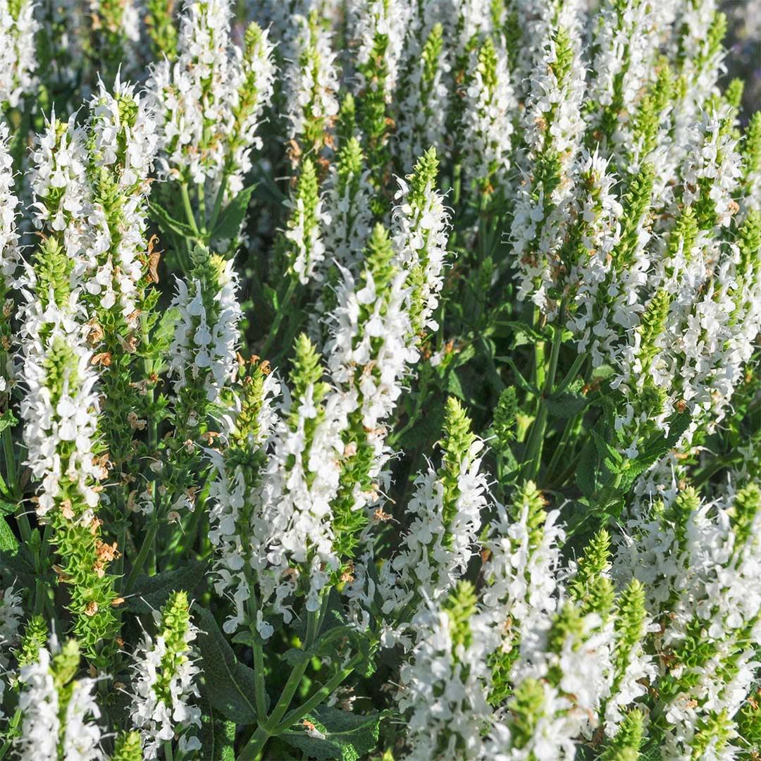 Salvia x sylvestris 'Schneehugel'