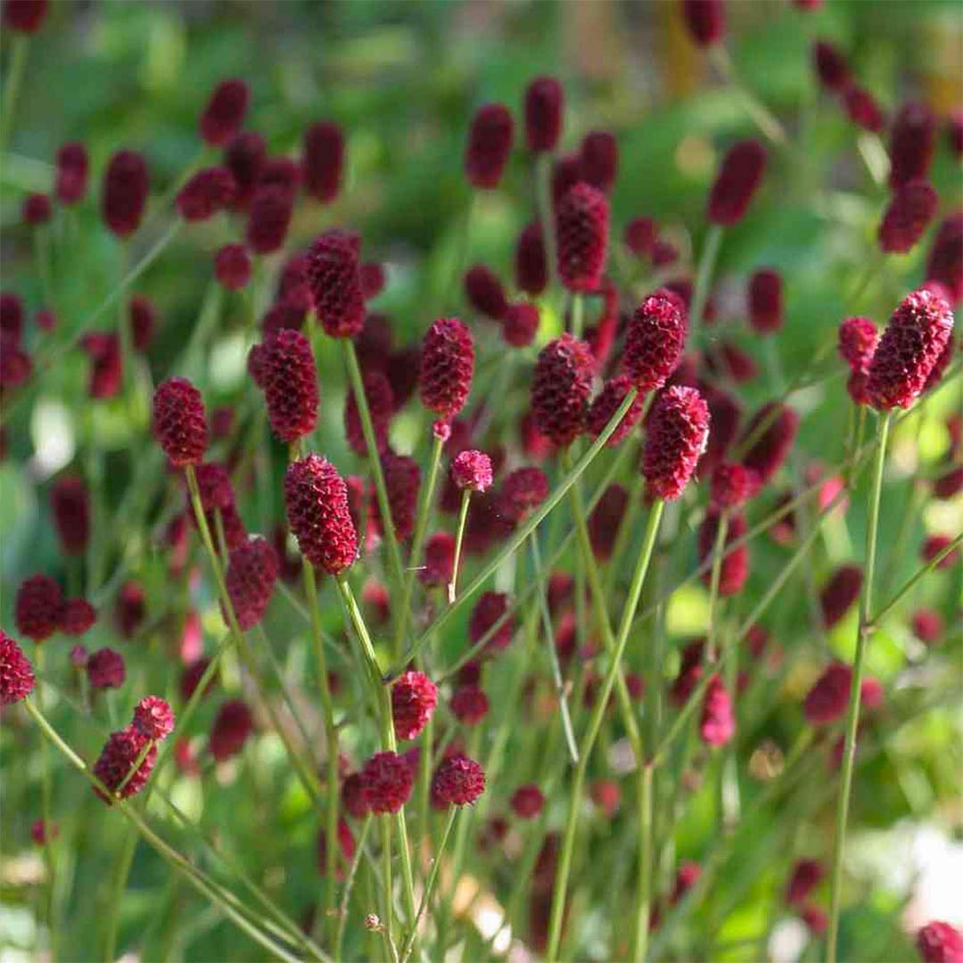 Sanguisorba officinalis 'Tanna'