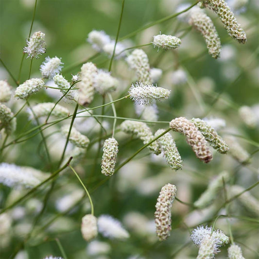 Sanguisorba tenuifolia 'Stand Up Comedian'