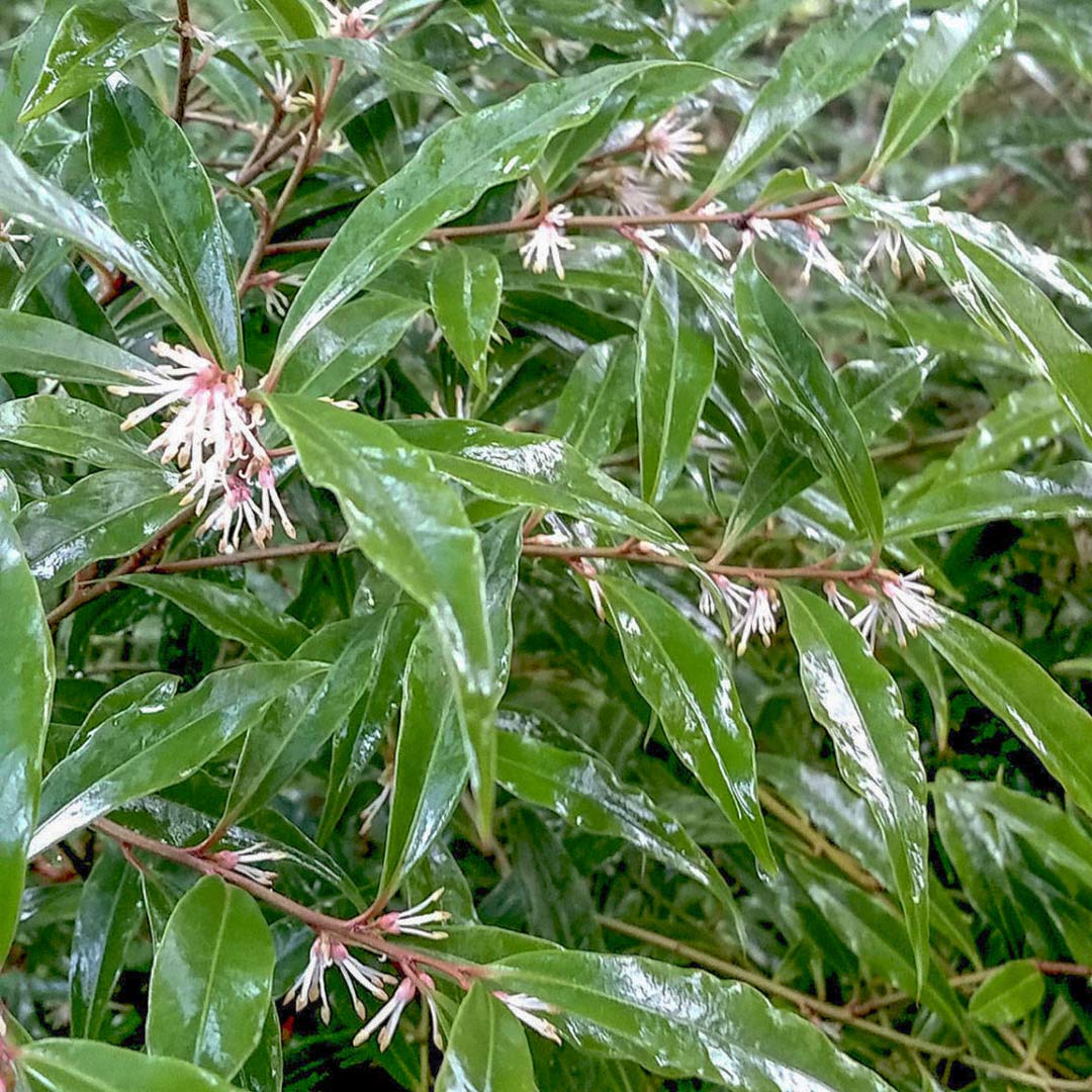 Sarcococca hookeriana var. digyna