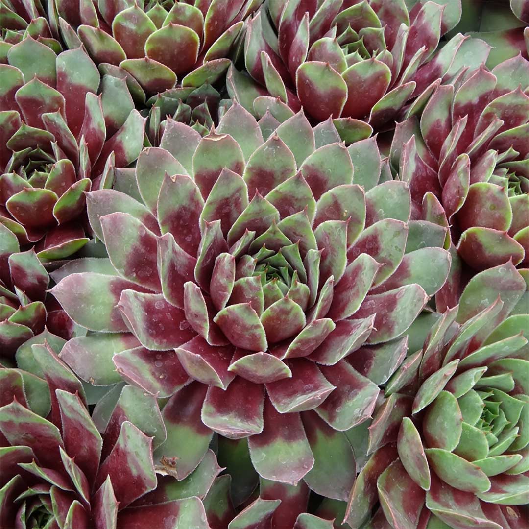 Sempervivum 'Ruby Hearts'