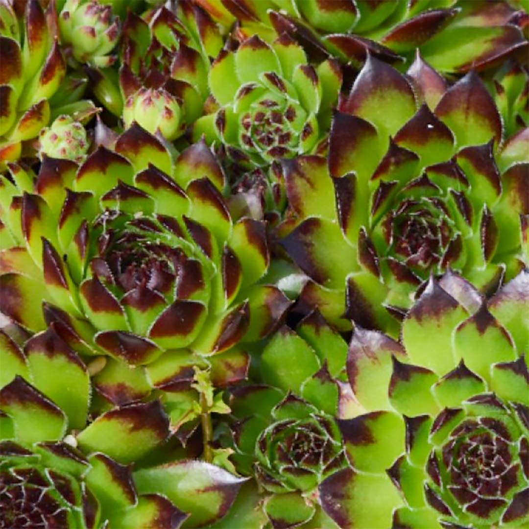 Sempervivum 'Star Sirius'
