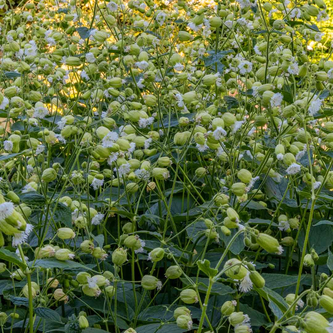 Silene fimbriata