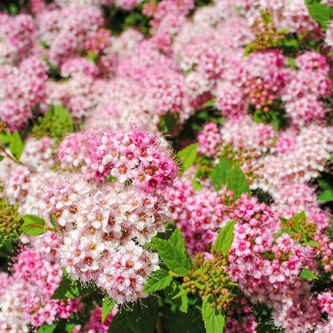 Spiraea japonica 'Shirobana'